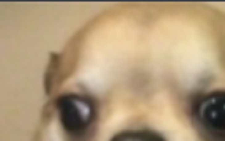 Zbiórka Dla mojego psa na zdrowe łapki - zdjęcie główne