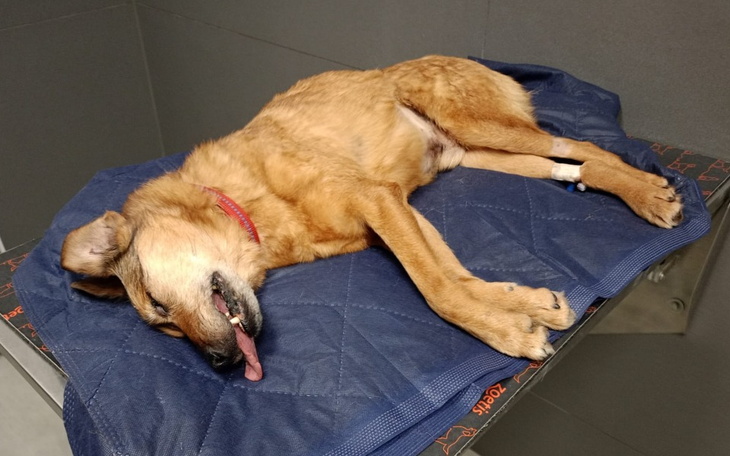 Zbiórka Walczymy o życie BASTERA - zdjęcie główne