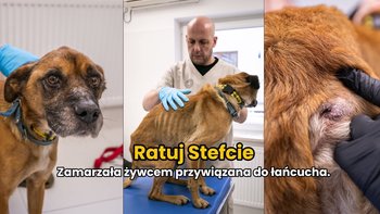 Zbiórka Ratunek dla Stefci - miniaturka zdjęcia