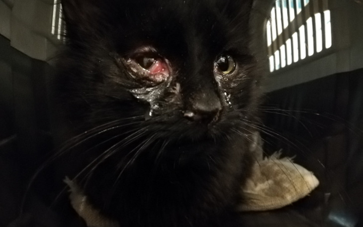 Zbiórka Irys nadal bardzo chory - zdjęcie główne