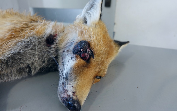 Zbiórka Potrącona lisiczka - zdjęcie główne