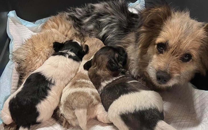 Zbiórka Dzika sunia i jej dzieci - zdjęcie główne