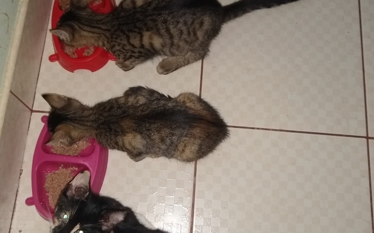 Zbiórka Pomoc dla kociej rodzinki - zdjęcie główne