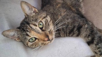 Zbiórka Badanie serca Lusi z lasu - miniaturka zdjęcia