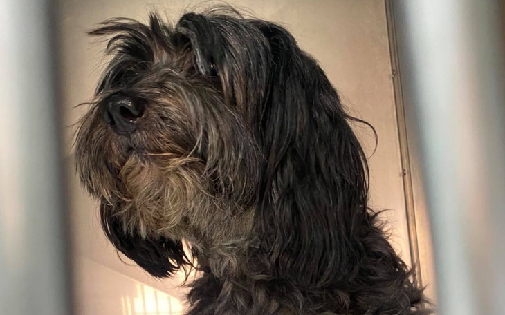 Zbiórka Na leczenie i rehabilitację Tiny - zdjęcie główne