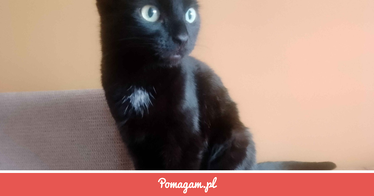 Pomuz Zrzutka na Pomóż w Walce z Torbielem Kici - Oliwier . | Pomagam.pl