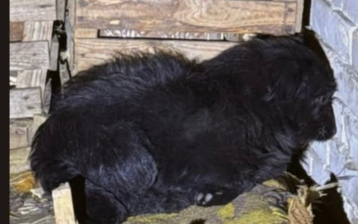 Czarny szczeniak leżący wśród drewnianych skrzyń.