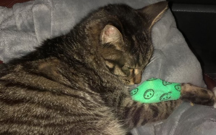 Zbiórka Maleńka kotka walczy z FIP - zdjęcie główne