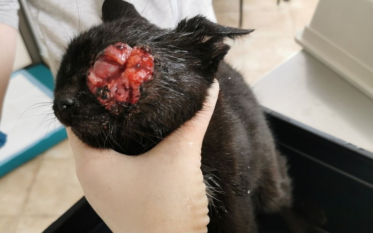 Zbiórka Operacja oczka kotki Hanki - zdjęcie główne