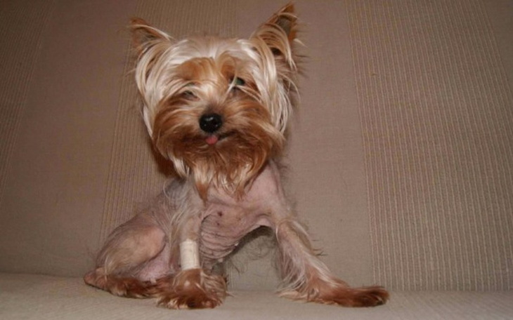 Zbiórka POMOC dla uratowanych zwierząt - zdjęcie główne