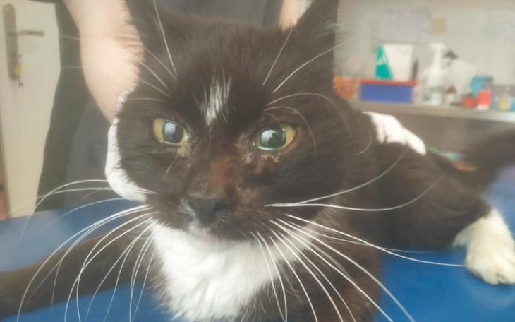 Zbiórka Chory koci szkielet - pomocy - zdjęcie główne