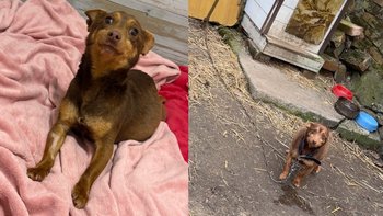 Zbiórka Dla ratowanych w niedzielę - miniaturka zdjęcia