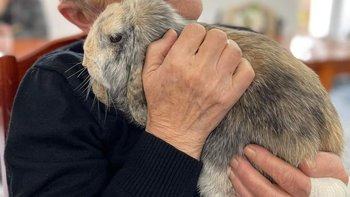 Zbiórka Schronisko dla królików - miniaturka zdjęcia