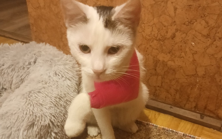 Zbiórka Zbieram na zabieg dwóch łapek - zdjęcie główne