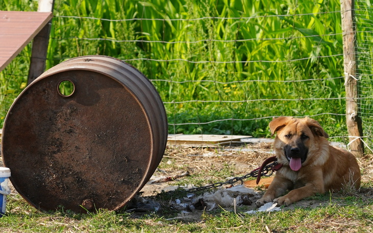 Pies leżący obok metalowej beczki na tle zielonego pola.