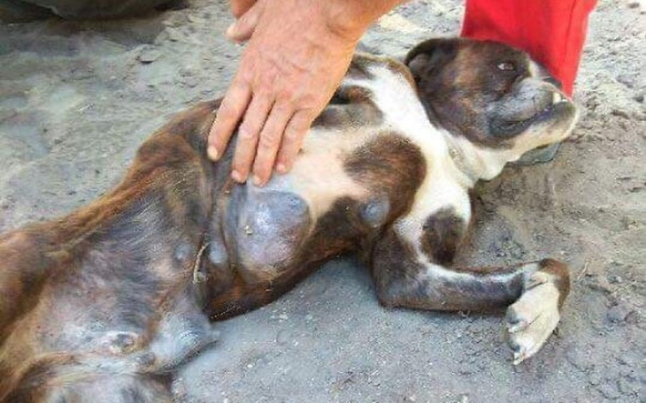 Zbiórka Po prostu pozwól mi żyć - zdjęcie główne