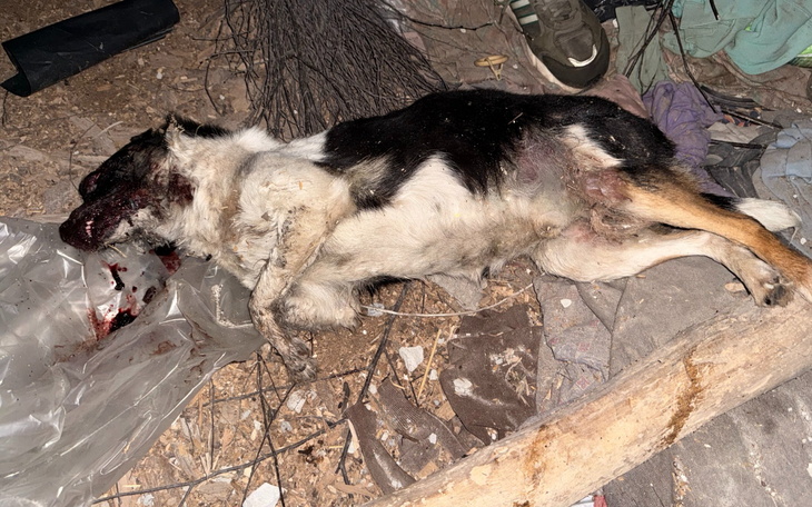 Zmarły pies leżący w zaroślach, w tragicznym stanie.