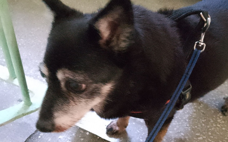 Zbiórka pomóż starszej succze przeżyć - zdjęcie główne