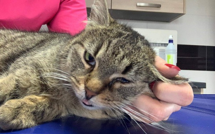 Zbiórka kastracja-badania bezdomniaków - zdjęcie główne