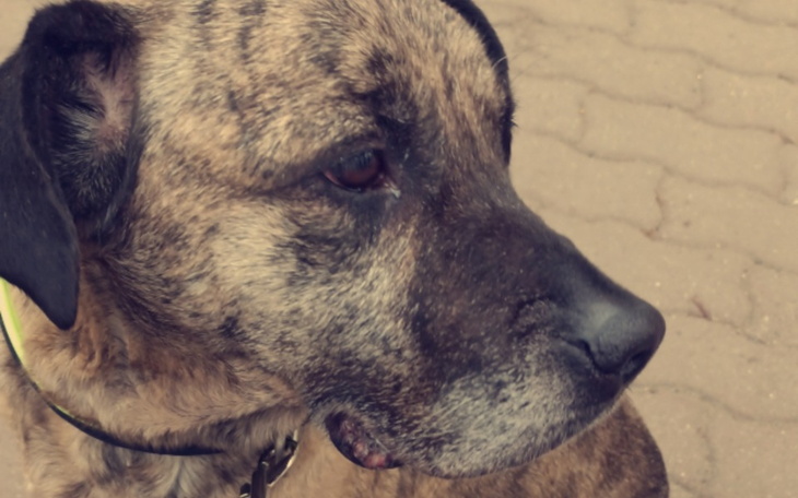 Zbiórka Operacja dla mojego pieska.... - zdjęcie główne