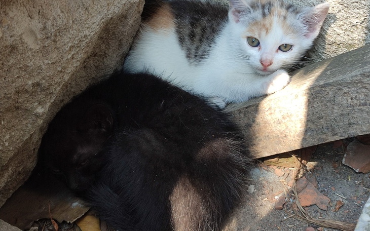 Zbiórka Kotki z Przeworska - zdjęcie główne