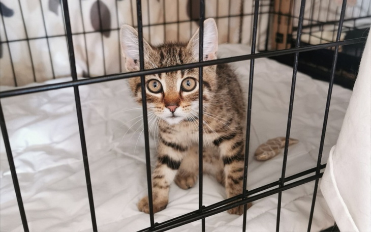 Zbiórka Kociaki zbierają na karmę - zdjęcie główne