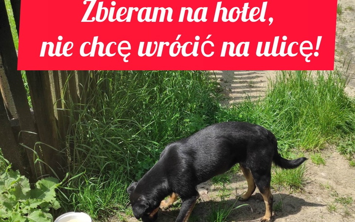 Zbiórka Nie che wrócić na ulicę - zdjęcie główne