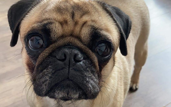 Zbiórka Leczenie Shanti - zdjęcie główne