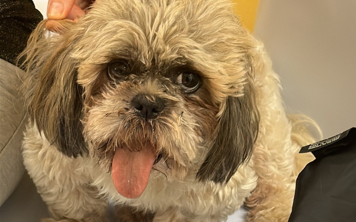 Zbiórka Piesek shihi tzu połamana żuchwa - zdjęcie główne