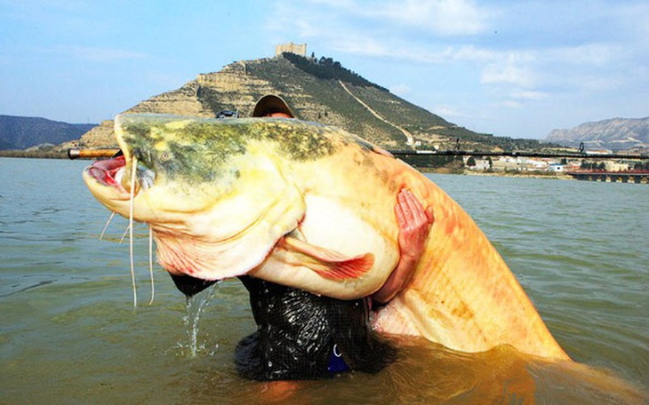 Zbiórka Wędkarska wyprawa nad rzeke Ebro - zdjęcie główne