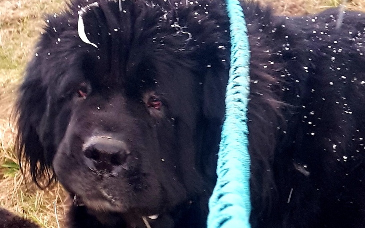 Zbiórka Aron Nowofundland - zdjęcie główne