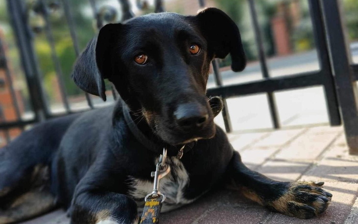 Czarny pies leży na ziemi, patrząc w stronę obiektywu.