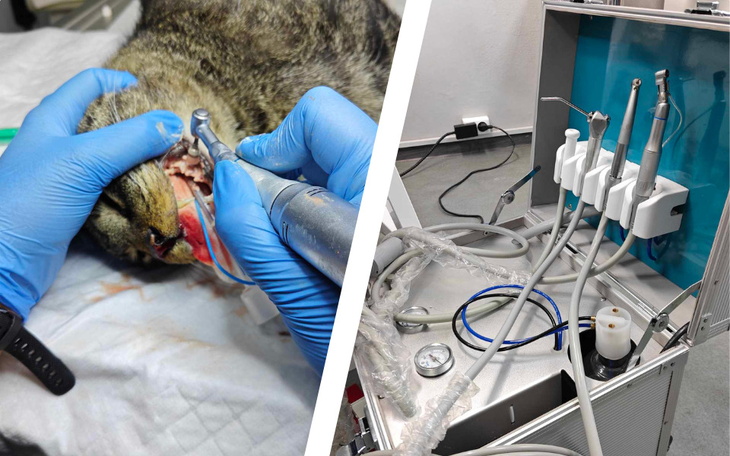 Weterynarz wykonujący zabieg dentystyczny na kocie.