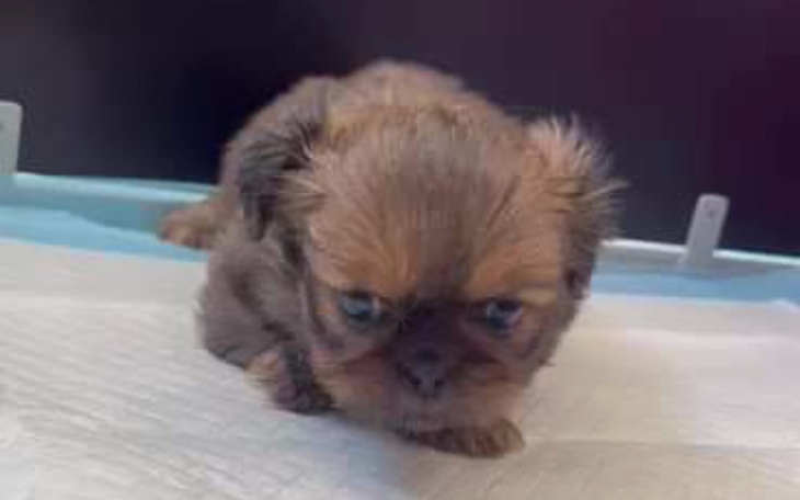 Zbiórka Maleńki Perro błaga Was o pomoc - zdjęcie główne