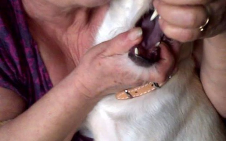 Zbiórka ranny pies - zdjęcie główne