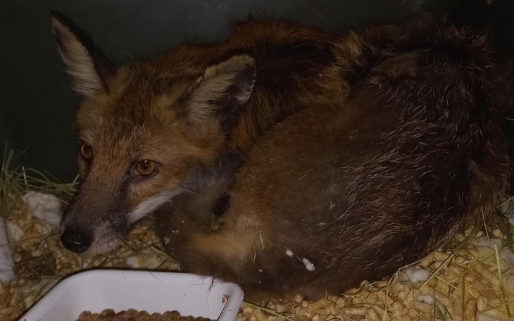 Zbiórka Dla potrzebujacych zwierząt - zdjęcie główne