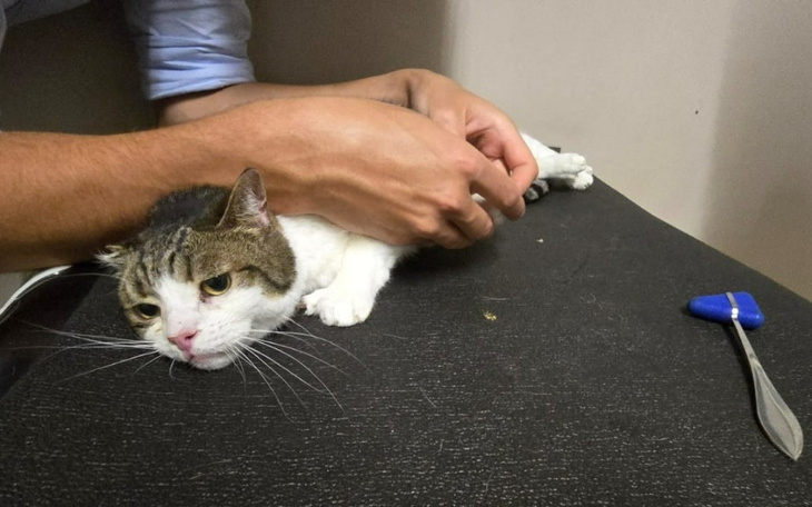 Zbiórka Ratujemy Uszkę ... - zdjęcie główne