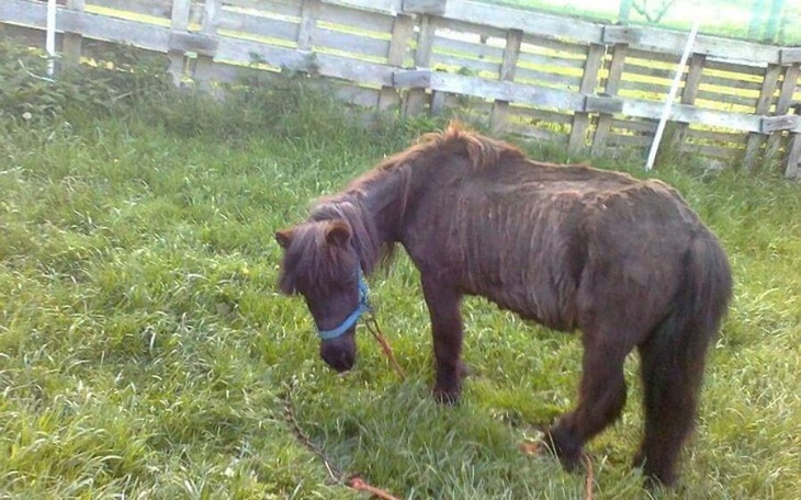 Zbiórka Dwa życia czekają na śmierć - zdjęcie główne