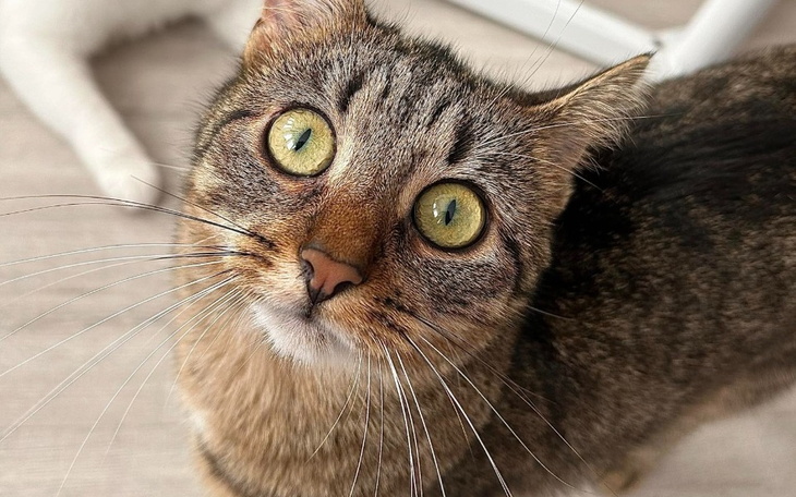 Zbiórka Sterylizacja Basi- Kotki z ulicy - zdjęcie główne