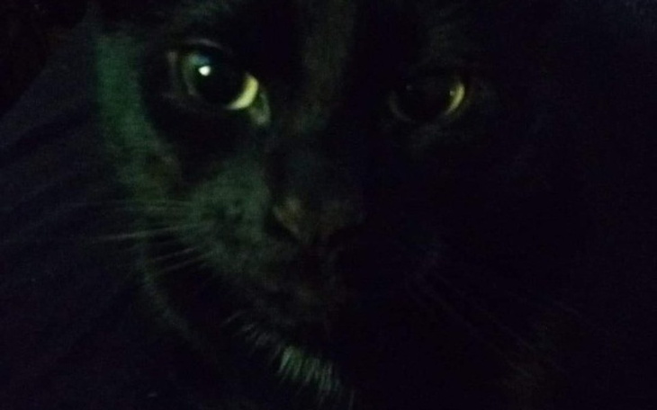 Zbiórka Na leczenie kota - zdjęcie główne