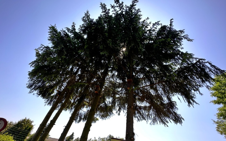 Wysokie drzewa na tle nieba, z promieniami słońca.