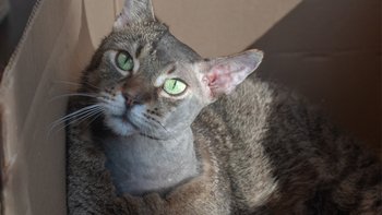 Zbiórka Operacja Obiego - miniaturka zdjęcia