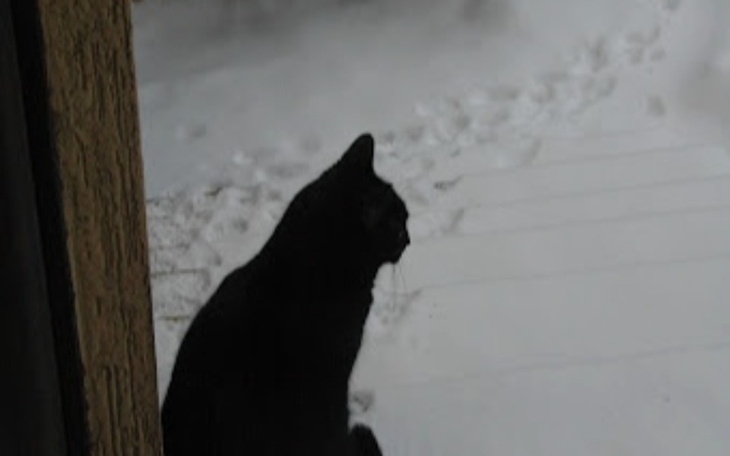 Zbiórka Na domki dla kotów - zdjęcie główne