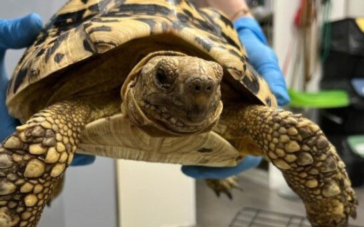 Zbiórka Badania i transport dla żółwia - zdjęcie główne