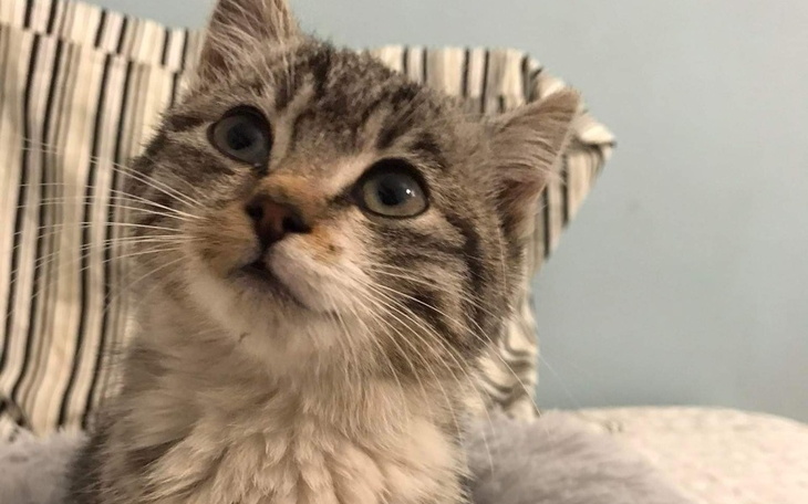 Zbiórka Lucynka z przepukliną... By żyć - zdjęcie główne