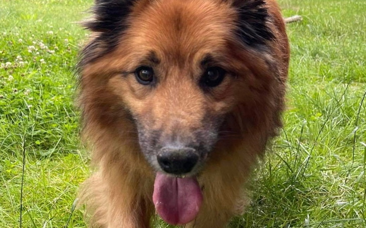 Pies rasy owczarek, spacerujący po trawie.