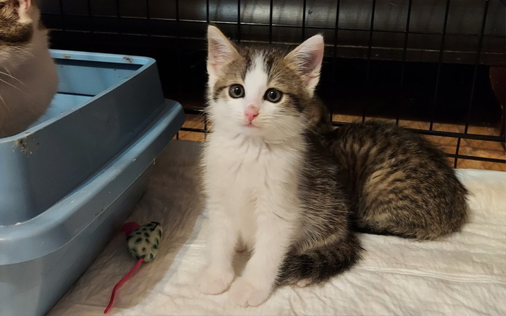 Zbiórka Na zakup karmy dla maluchów - zdjęcie główne