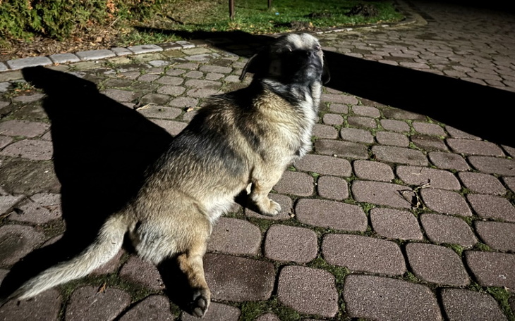 Zbiórka Nie szczęśliwe święta - zdjęcie główne