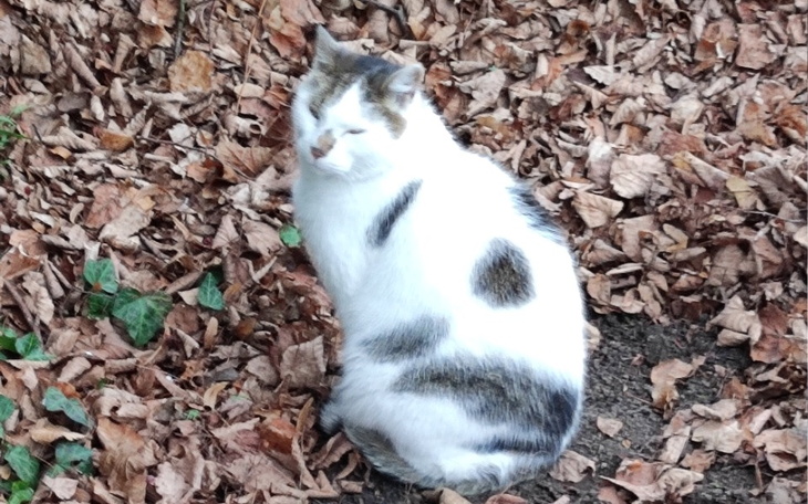 Zbiórka Zapas karmy dla bezdomnych kotów - zdjęcie główne