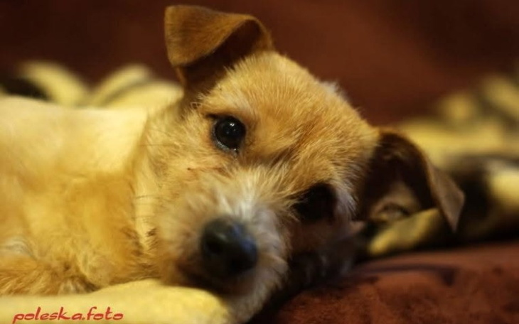 Słodki piesek leżący na kanapie.